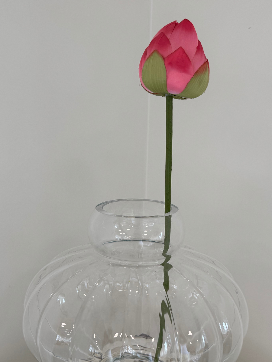 Fuchsia Lotus Bloom