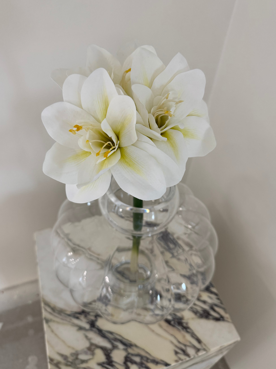 Royal Amaryllis