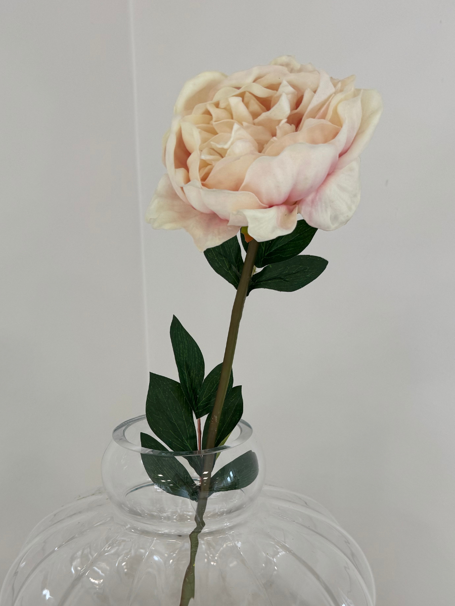 Light Pink Peony
