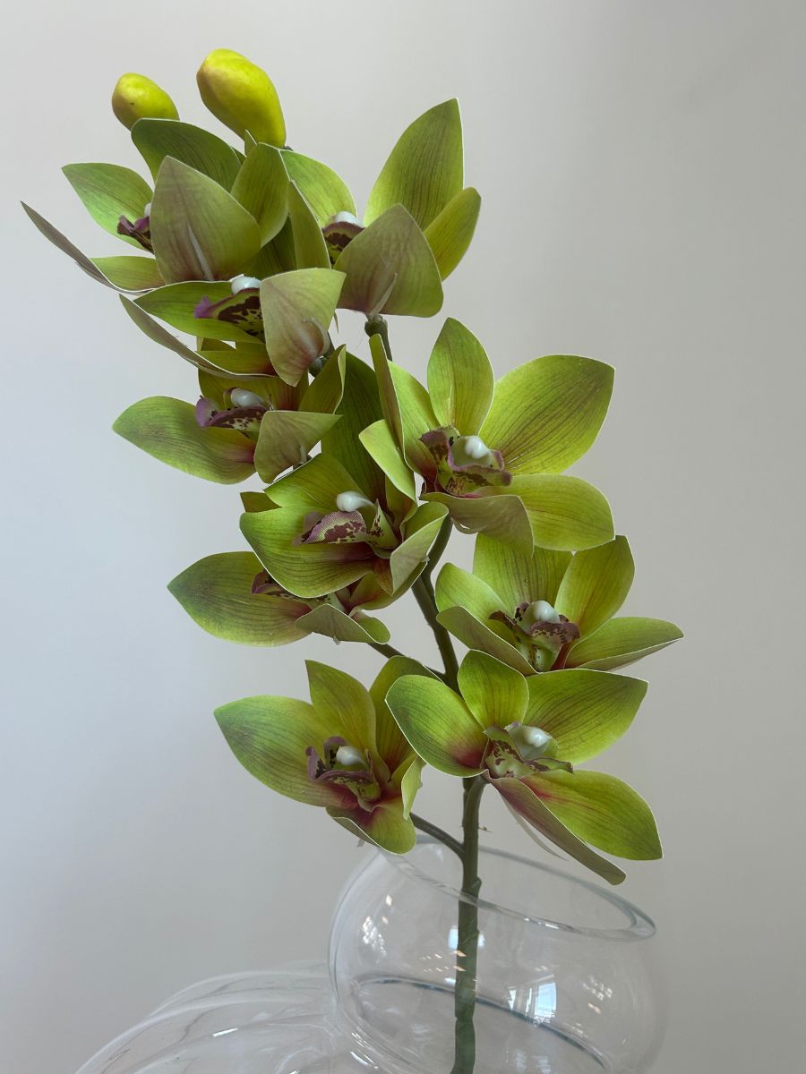 Light Green Cymbidium Orchid