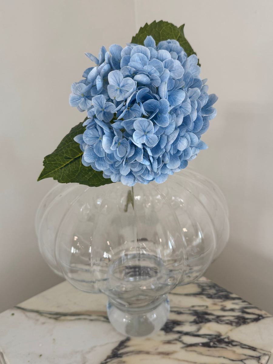 Sky Blue Hydrangea