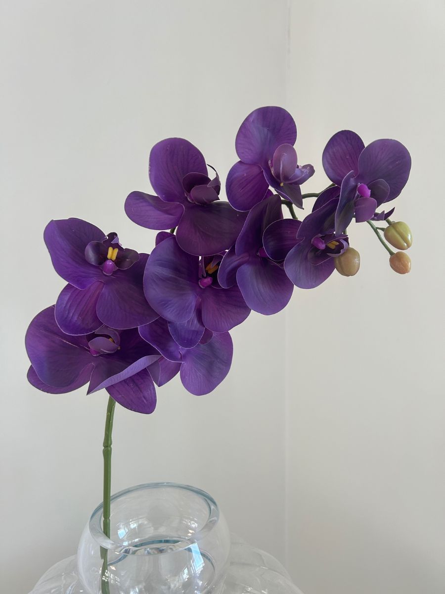 Purple Orchid