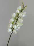 Desert Yucca Stem