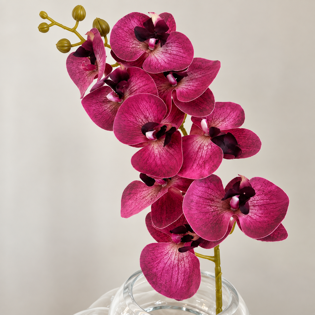 Burgundy Orchid
